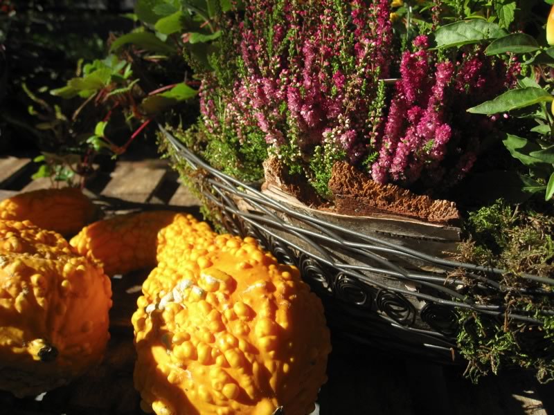 Warme Herbstfarben...